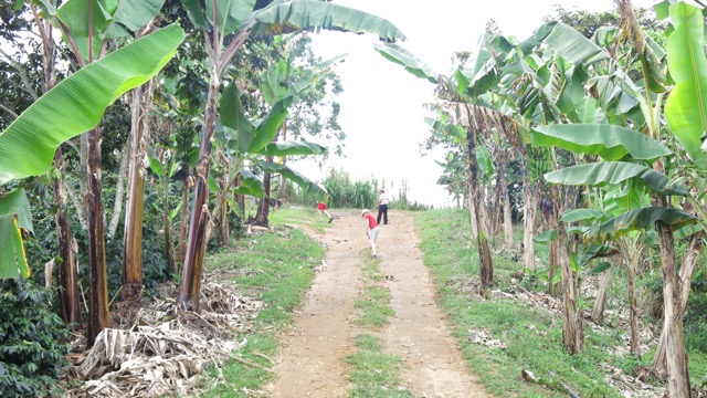 Kava auga tarp bananmedžių, kad apsaugotų nuo tiesioginių saulės spindulių.